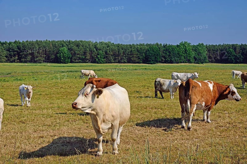 Europe, Germany, Mecklenburg-Western Pomerania, Dairy cows on the pasture near Göhren-Lebbin, Göhren-Lebbin, Mecklenburg-Western Pomerania, Germany, Europe