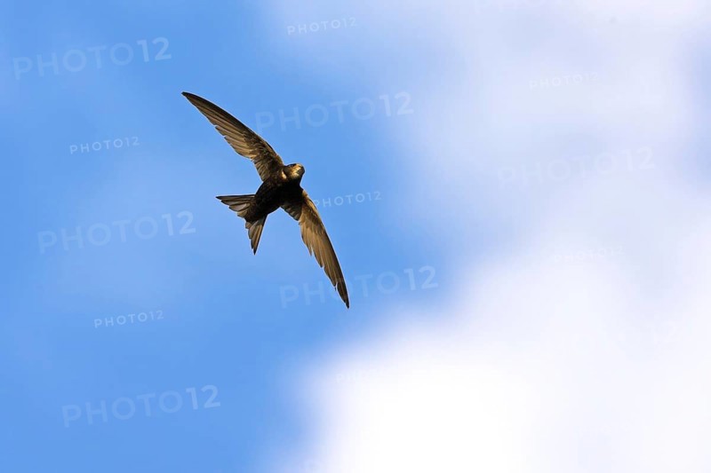 Common swift (Apus apus), family of swallows, Mannheim, Baden-Württemberg, Federal Republic of Germany