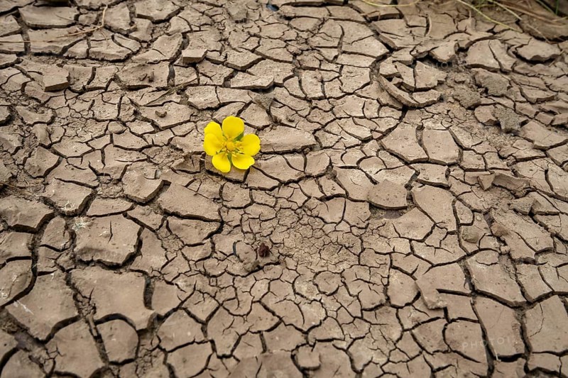 Dryness Drought Soil cracks Flower Rinteln Germany