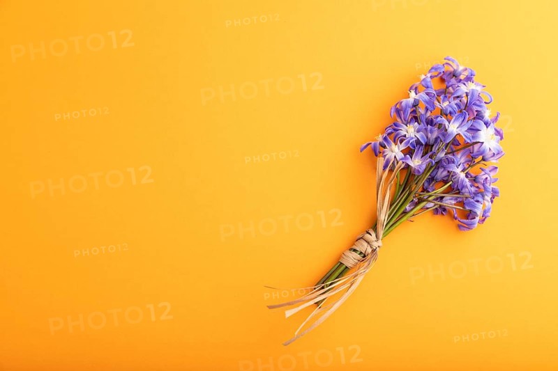 Spring snowdrop flowers bluebells orange pastel background. top view, flat lay, copy space, still life. Beauty, spring concept