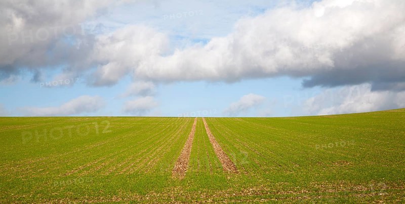 Lines going uphill towards the sky in a field of winter cereal crop Marlborough Downs, Wiltshire, England, UK