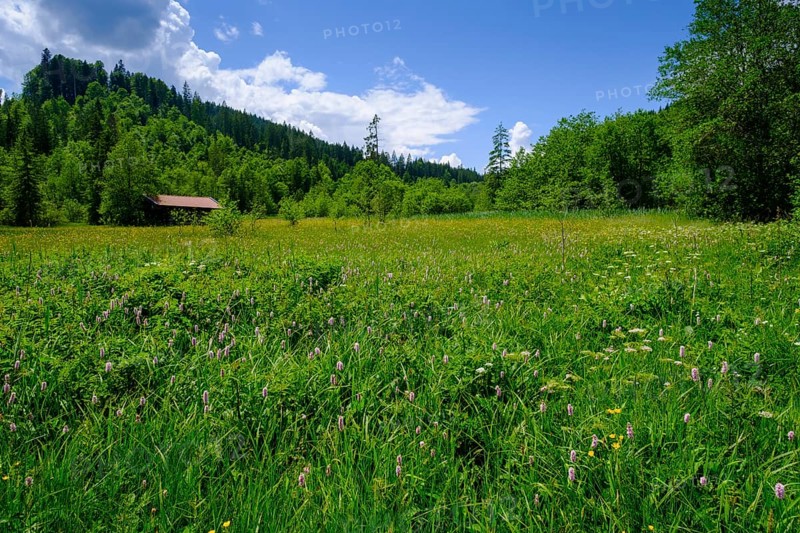 Wet meadows at Barmsee, Krün, Werdenfelser Land, Upper Bavaria, Bavaria, Germany, Europe