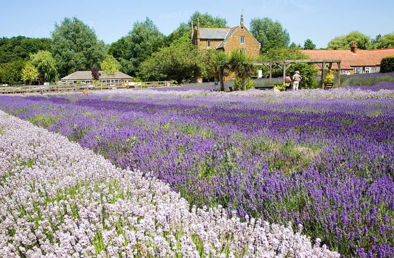 Lavender plants at Norfolk Lavender garden centre attraction, Heacham, Norfolk, England, United Kingdom, Europe