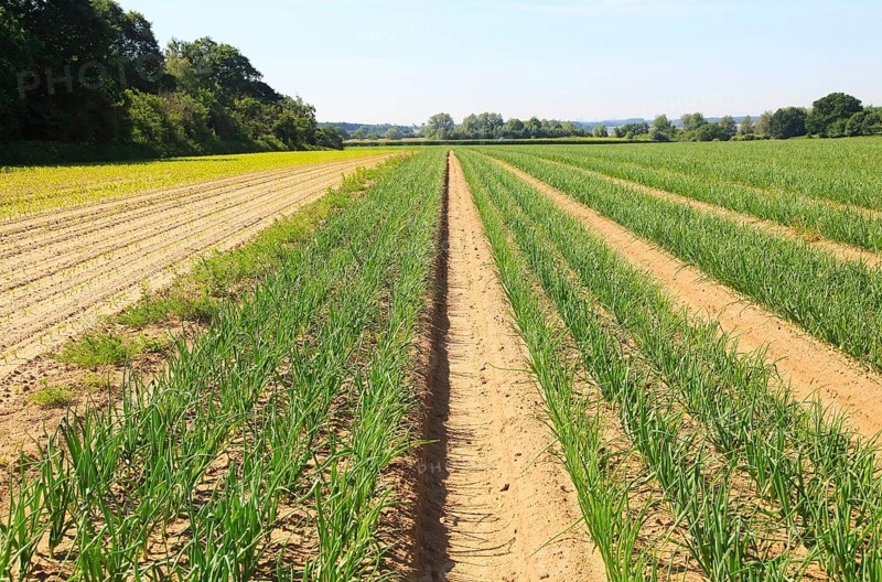 Green lines of onion crop growing in sandy soil, Sutton, Suffolk, England, UK