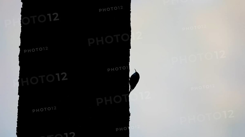 Silhouette of the woodcreeper (Certhia jamiliaris) on a tree trunk, Lower Rhine, North Rhine-Westphalia, Germany, Europe