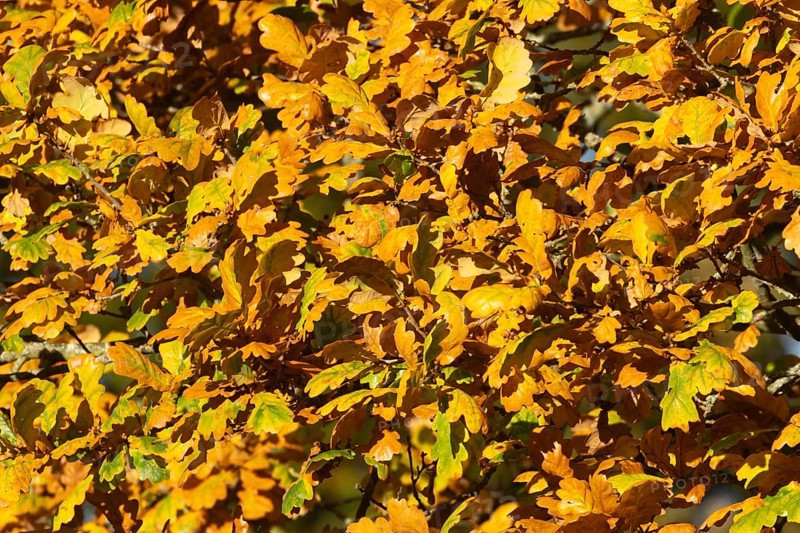 English oak (Quercus robur) tree with yellow leaves in the autumn, Suffolk, England, United Kingdom, Europe
