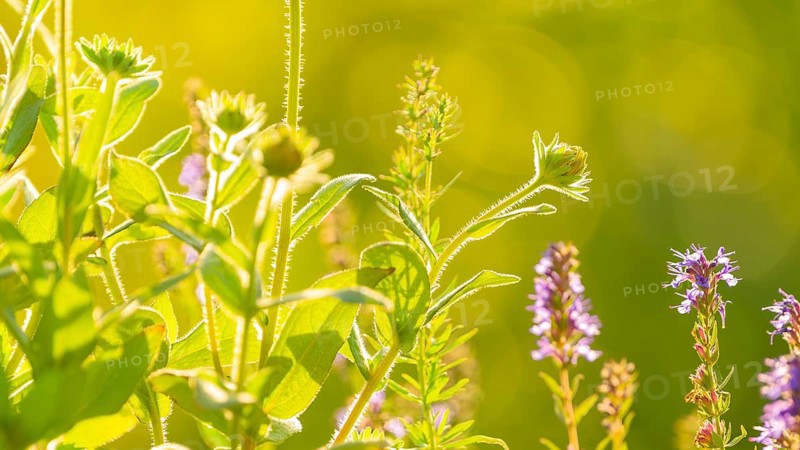 Glandular balsam (Impatiens glandulifera), Indian balsam, red balsam, Himalayan balsam, farmer's orchid, giant balsam, nature photograph, plant, close-up, Lower Saxony, Germany, Europe