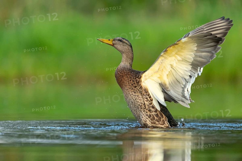 Mallard (Anas platyrhynchos), female, Aviemore, Scotland, Great Britain