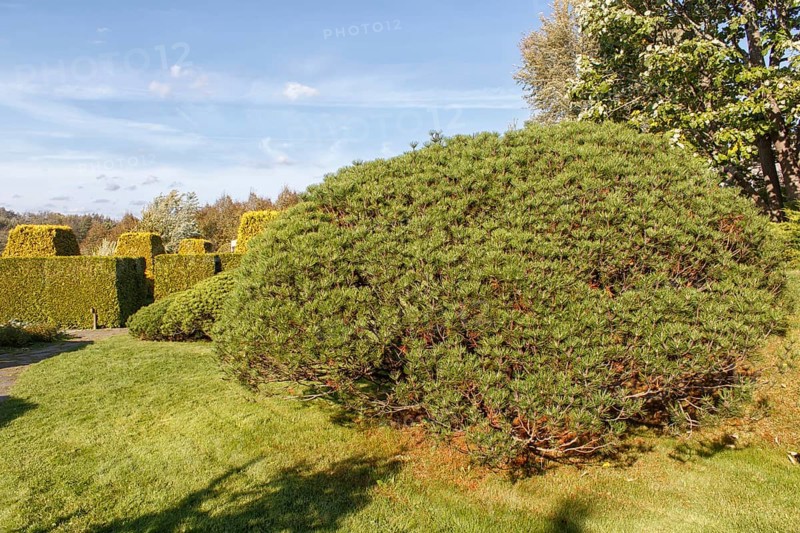Cottage garden with green lawn, trees, hedges, trimmed bushes and large mountain pines. Modern landscape design