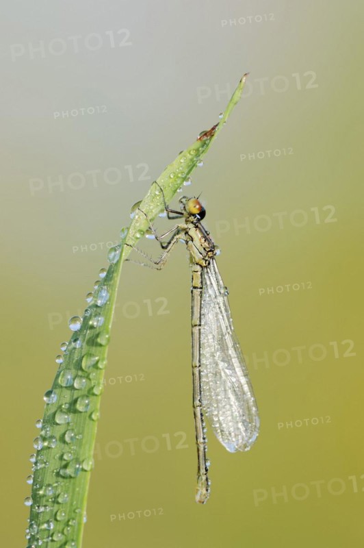 Small red-eyed damselfly (Erythromma viridulum), female, North Rhine-Westphalia, Germany, Europe