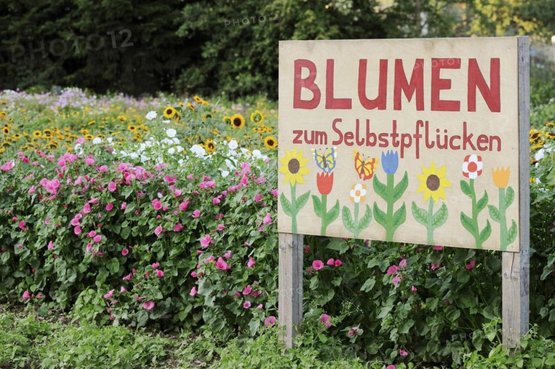 Blooming flower field and sign 'Flowers to pick yourself', Münsterland, North Rhine-Westphalia, Germany, Europe