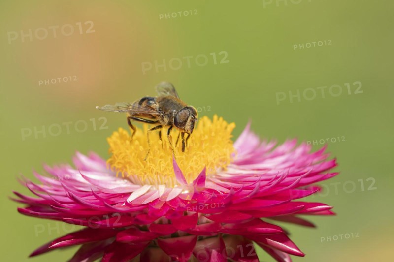 Bee mimic (Volucella bombylans) hoverfly feeding on a Straw plant flower, Suffolk, England, United Kingdom, Europe