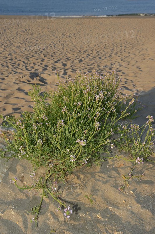 European searocket (Cakile maritima) on the beach, Camargue, Provence, southern France
