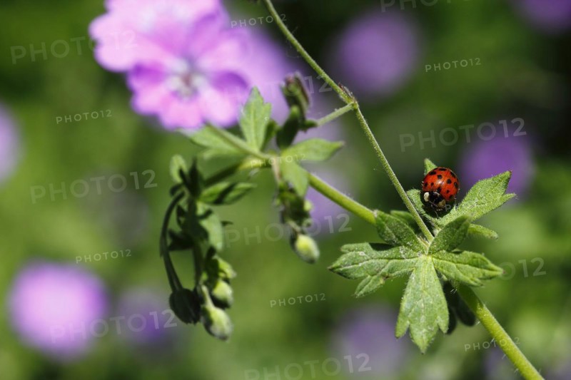 Asian lady beetle (Harmonia axyridis), multicoloured or harlequin ladybird on cranesbill (Geranium), North Rhine-Westphalia, Germany, Europe