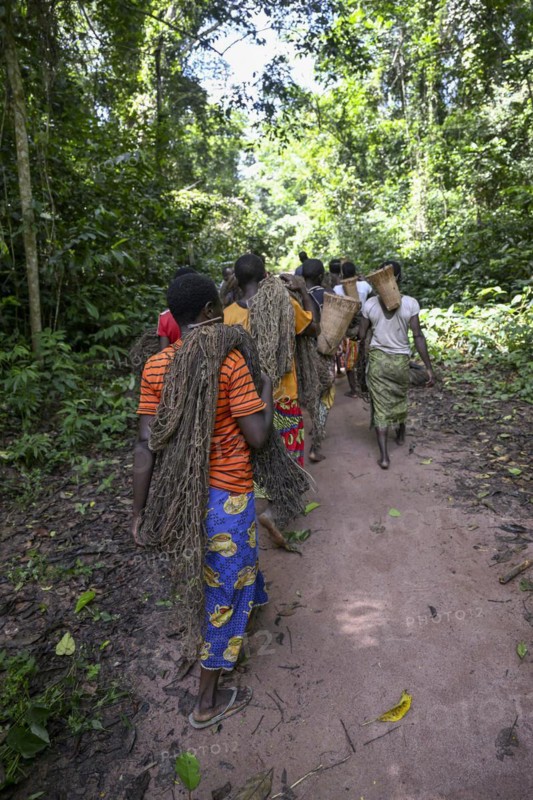 Pygmies of the Baka or BaAka people with their hunting nets on their way to the hunt, Dzanga-Sangha Special Dense Forest Reserve, Sangha-Mbaéré Prefecture, Central African Republic, Africa