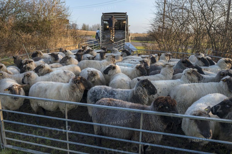 Black-headed domestic sheep (Ovis gmelini aries) in the pen for loading, Mecklenburg-Vorpommern, Germany, Europe