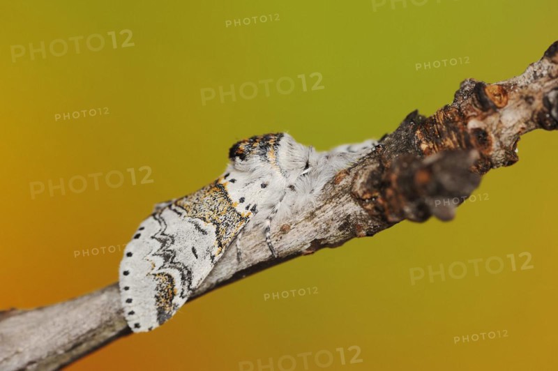 Sallow kitten moth (Furcula furcula), North Rhine-Westphalia, Germany, Europe