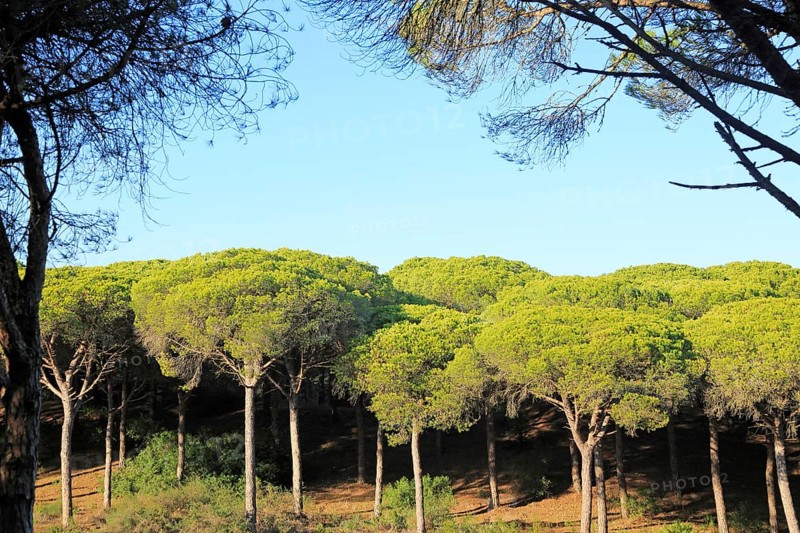 Stone pine trees, Pinus pinea, Parque Natural de Acantilado, Parque Natural de La Brena, Barbate, Cadiz province, Spain, Europe