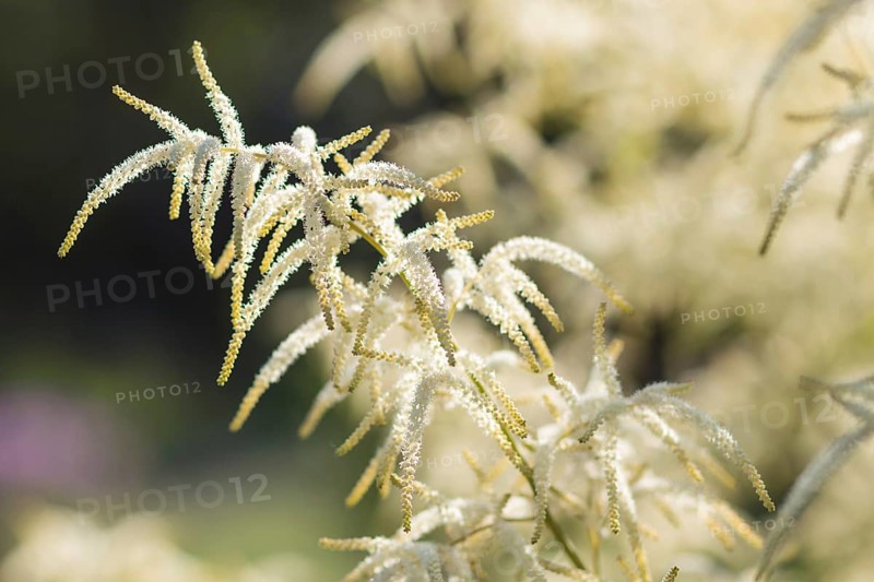 Astilbe blooming in the garden in summer