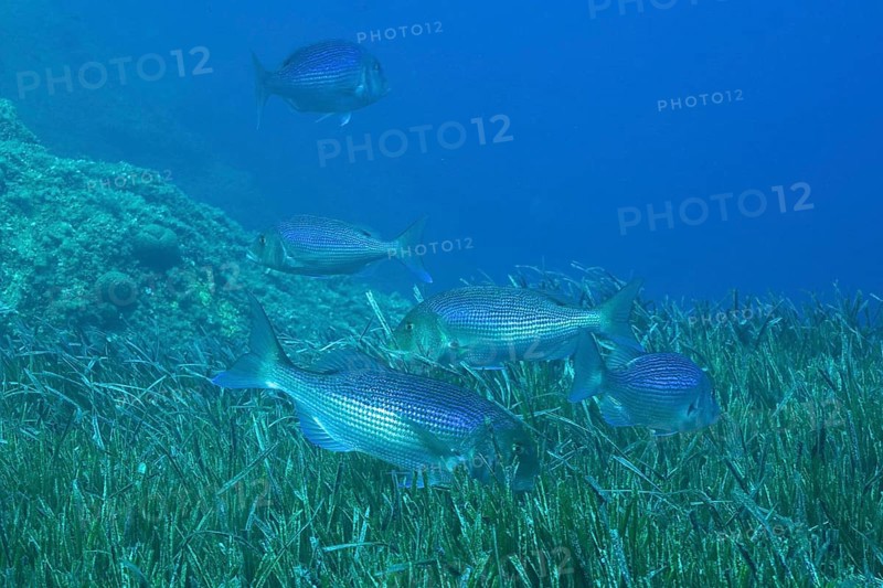 Group of common dentex (Dentex dentex) over seagrass in the Mediterranean Sea near Hyères. Dive site Giens Peninsula, Côte d'Azur, France, Europe