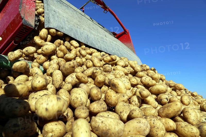 Agriculture potato harvesting with harvester (Mutterstadt, Rhineland-Palatinate)