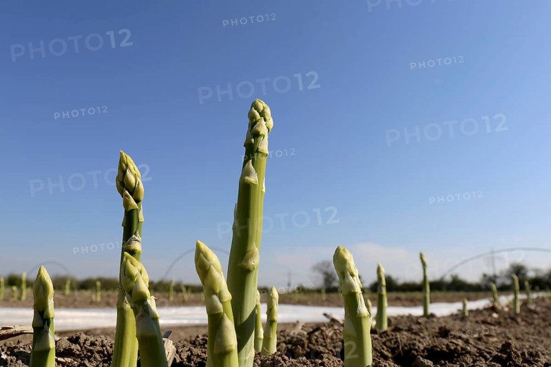 Green asparagus in the field against a blue sky