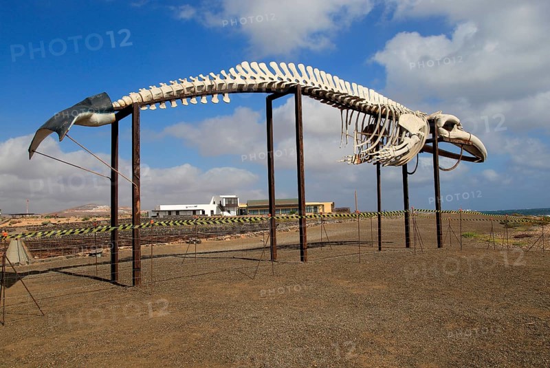 Whale skeleton display at Las Salinas del Carmen, Fuerteventura, Canary Islands, Spain, Europe