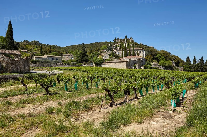 Field with grape vines (Vitis vinifera) and the commune of La Roque-sur-Cèze built on a hill, Gard department, Occitanie region, France, Europe