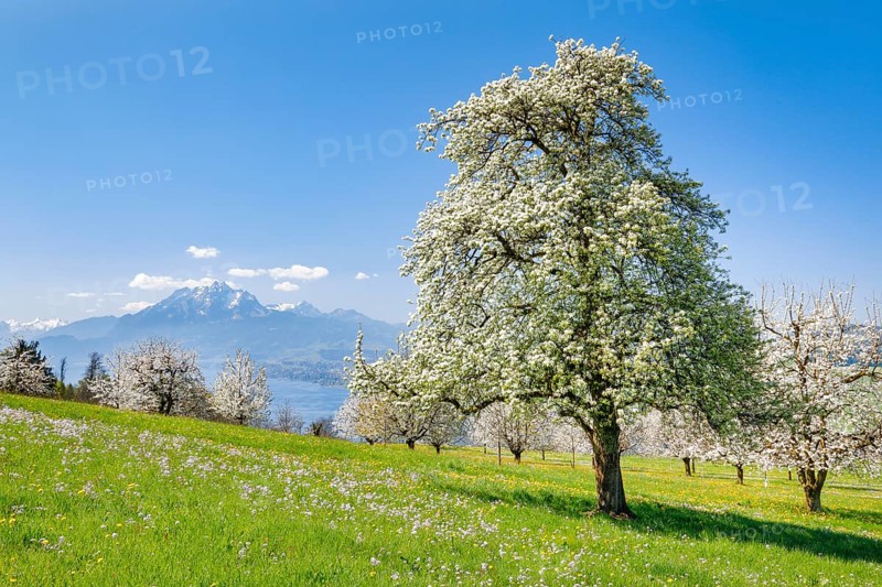 View of Pilatus and Lake Vielwaldstättersee, Switzerland, Europe
