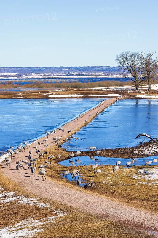 View at a flock of cranes at lake Hornborgasjön on an early sunny spring day, Hornborgasjön, Sweden, Europe