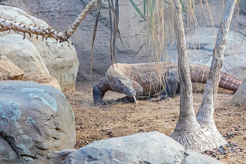 Denver, Colorado, A Komodo dragon (Varanus komodoensis) at the Denver Zoo. The Komodo dragon is the largest lizard in the world, it is native to Indonesia