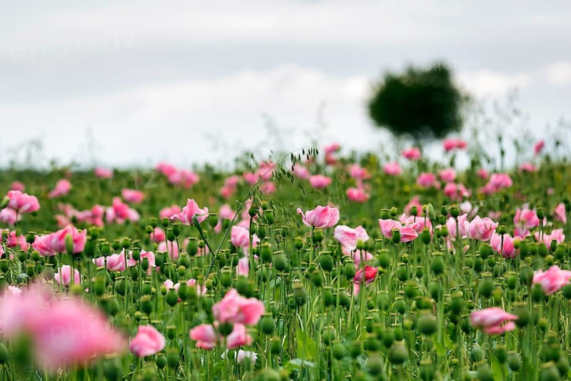 Opium poppy (Papaver somniferum), cultivation of edible poppy, poppy field, pink flowers and seed capsules, Germerode, Meißner, Geo-nature park Park Frau-Holle-Land, Hesse, Germany, Europe