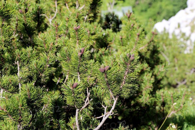 Mountain pine (Pinus mugo)