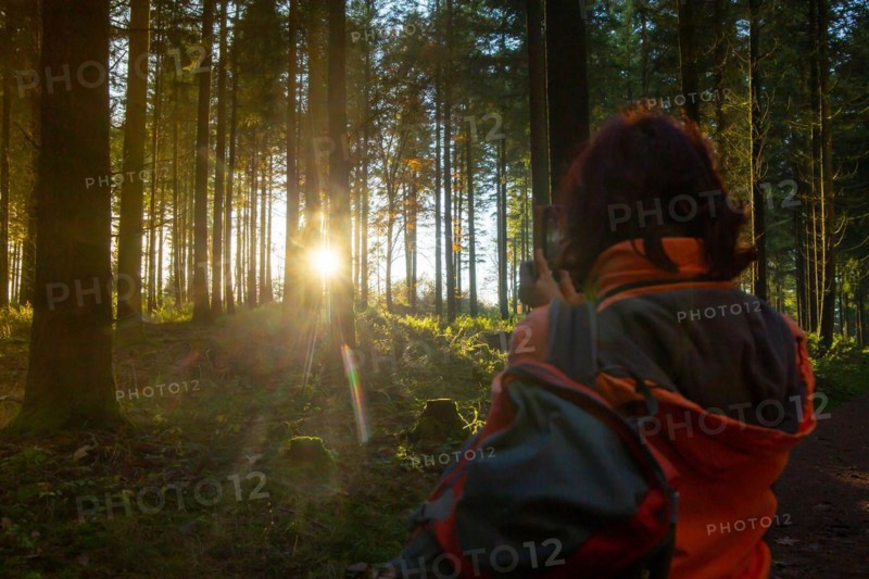 Beautiful fir forest with low sun