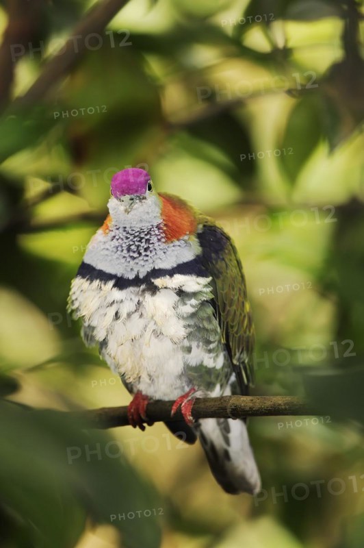 Superb fruit dove (Ptilinopus superbus), male, captive, occurring in Asia and Australia