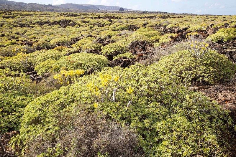 Euphorbia balsamifera Kleinia Nerifolia growing on lava flows Malpais de Corona, Lanzarote, Canary Islands, Spain, Europe