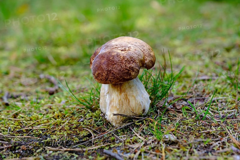 Small porcini mushroom on mossy and grassy forest floor