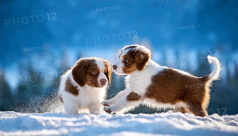 KI generated, dog, dogs, puppy, one, two, three, play, snow, winter, autumn leaves, blue sky, Kromfohrländer, Fox Terrier, (Canis lupus familiaris), German dog breed, rough coat, smooth coat, studio, AI generated
