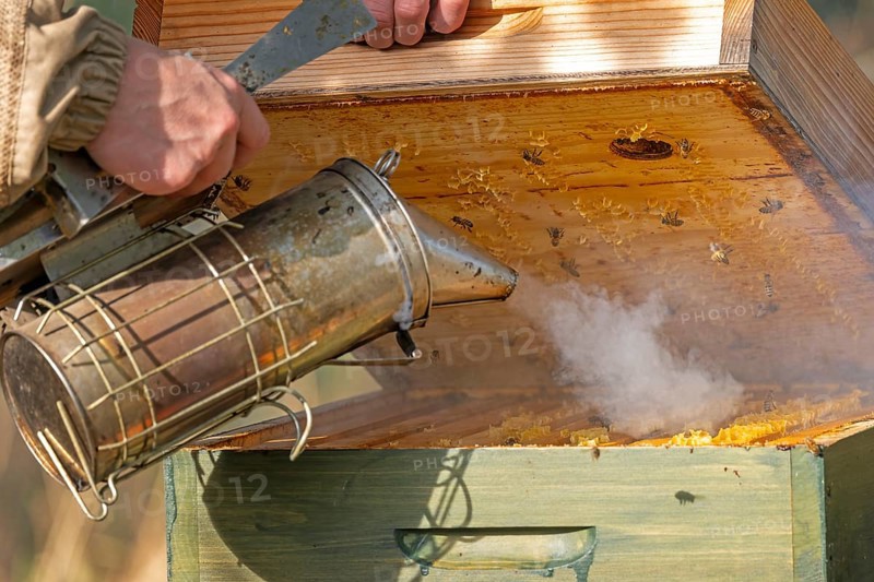 Western honey bee (Apis mellifera) fruit blossom, beekeeper, beekeeper suit, frames, hives, honeycomb, smoker, beehive, petals, smoking device, beekeeper pipe, honey bee, beekeeper, organic honey, bee honey, honey, health, food, pollination, mass harvest, pollen, fruit tree, organic shop, bee diseases, biosphere reserve, Saxony-Anhalt, Germany, Europe