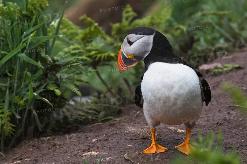 Puffin (Fratercula arctica) Skomer Island, Wales, Great Britain