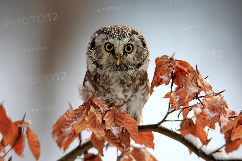 Great Horned Owl (Aegolius funereus), adult on tree in the snow, in winter, alert, Zdarske Vrchy, Bohemian-Moravian Highlands, Czech Republic, Europe