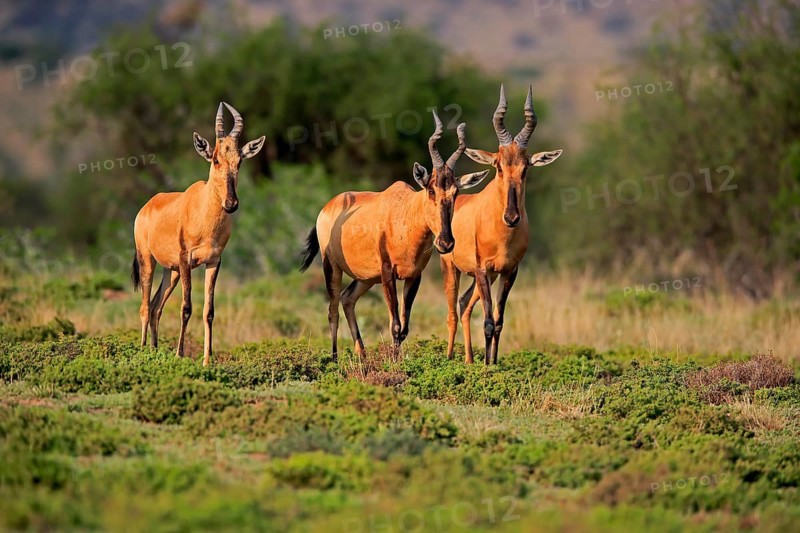 Red hartebeest (Alcelaphus buselaphus caama), kaama, adult, group, foraging, feeding, alert, Mountain Zebra National Park, Eastern Cape, South Africa, Africa