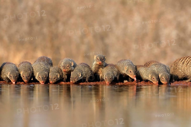 Zebra mongoose (Mungos mungo), adult, group, at the water, drinking, Kruger National Park, Kruger National Park, Kruger National Park South Africa