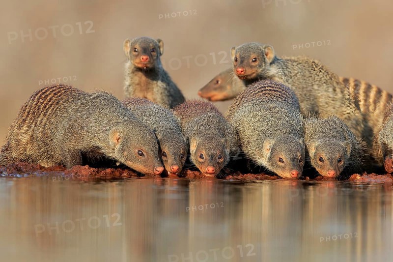 Zebra mongoose (Mungos mungo), adult, group, at the water, drinking, Kruger National Park, Kruger National Park, Kruger National Park South Africa