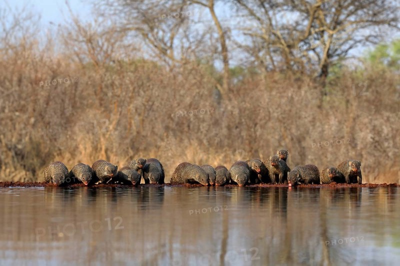 Zebra mongoose (Mungos mungo), adult, group, at the water, drinking, Kruger National Park, Kruger National Park, Kruger National Park South Africa