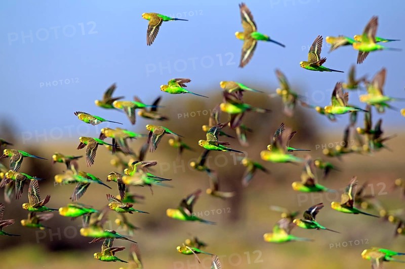 Budgerigar (Melopsittacus undulatus), Tibooburra, Sturt National Park, New South Wales, Australia, flock, flying, Oceania