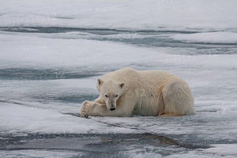 Polar bear (Ursus maritimus), lying, peaceful, pack ice, ice floes, Spitsbergen
