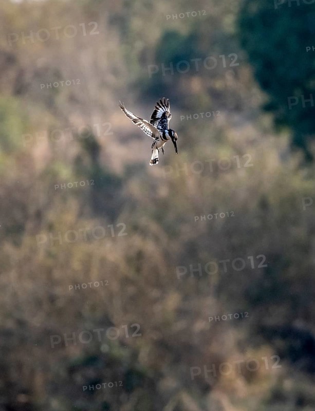 Pied kingfisher (Ceryle rudis) in flight hunting for fish, Kruger National Park, South Africa, Africa