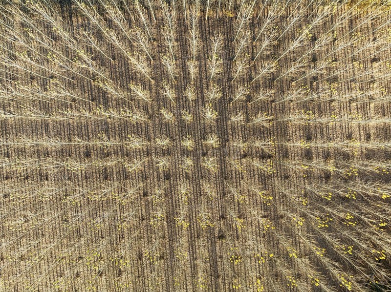 European Aspen (Populus tremula) in autumnal colours. Cultivated for timber. Aerial view. Drone shot. Granada province, Andalusia, Spain, Europe