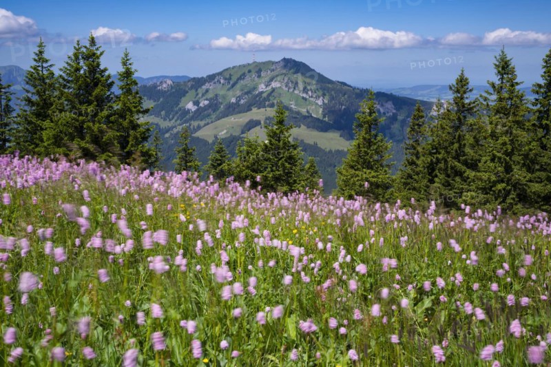 Snake knotweed (Bistorta officinalis), at Wertacher Hörnle, 1695m, behind it the Grünten, 1783m, Oberallgäu, Bavaria, Germany, Europe